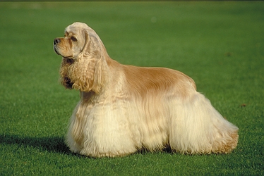 Cocker spaniel