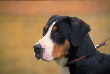 Sennen hound