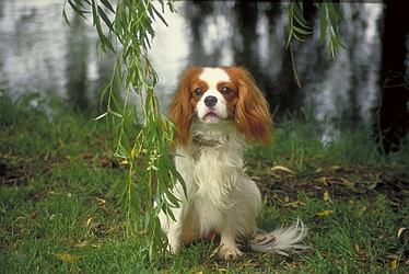 Spaniel