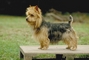 Australian terrier picture