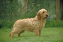 Basset fauve de Bretagne picture