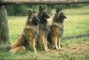 Belgian sheepdog picture