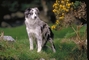 Border collie picture