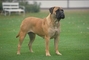 Bull mastiff picture