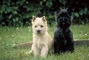 Cairn terrier picture