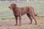 Chesapeake Bay retriever picture