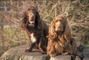 Field spaniel picture