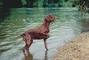 German short-haired pointer picture