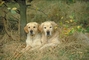 Golden retriever picture