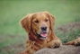 Golden retriever picture