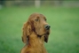 Irish setter picture