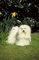 Maltese terrier picture