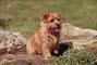 Norfolk terrier picture