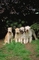 Soft-coated wheatan terrier picture