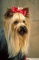 Yorkshire terrier picture