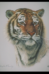 Bengal Tiger