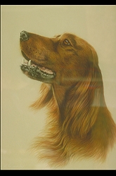 Red Setter