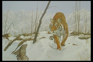 Siberian Tiger