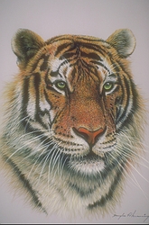 Siberian Tiger