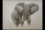 African Elephant picture