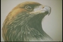 Golden Eagle picture