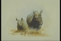 Rhinoceros picture