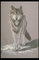 Timber Wolf picture