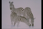 Zebra picture