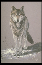 Timber Wolf