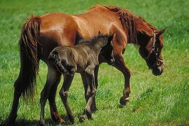 American saddlebred