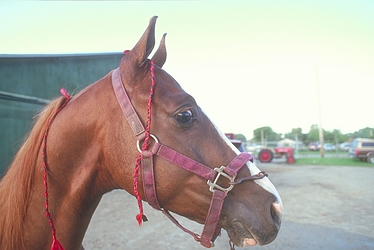 American saddlebred