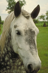 Dappled Grey