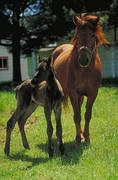 American saddlebred Magnet