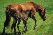 American saddlebred Magnet