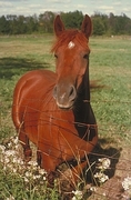 American saddlebred Magnet