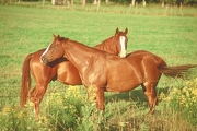 American saddlebred Magnet