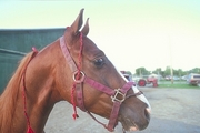 American saddlebred Magnet