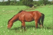 American saddlebred Magnet