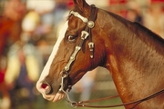 American saddlebred Poster