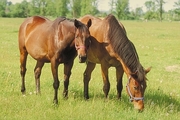 American saddlebreds Magnet