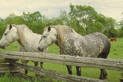 Percherons Magnet