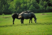 Belgian horse Magnet