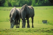 Belgian horse Magnet