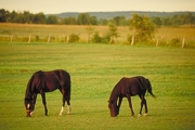 Belgian horse Magnet