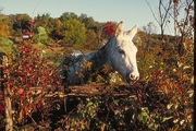 Horse Magnet