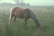 Palomino Magnet