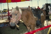 Shetland pony Magnet