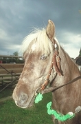 Shetland pony Magnet