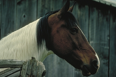 Horse