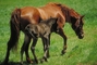 American saddlebred picture